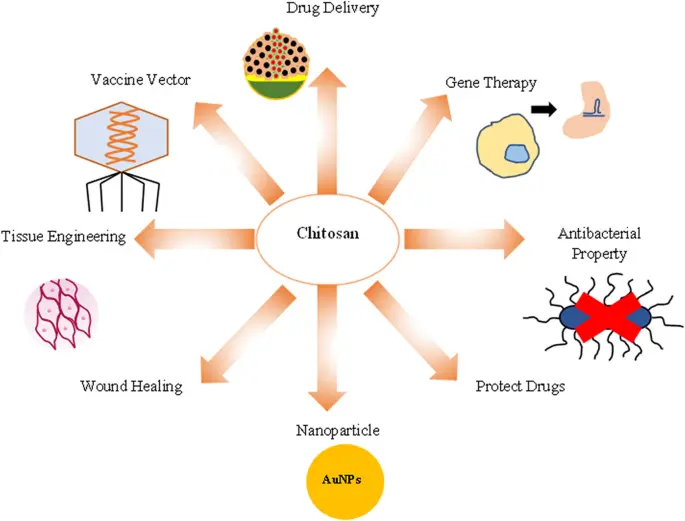 Chitosan In Healthcare Chitosan In Healthcare