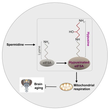 Spermidine for brain