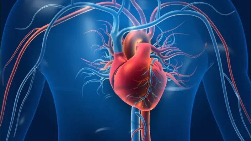 Spermidine for blood