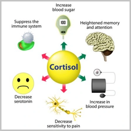 Cortisol in body
