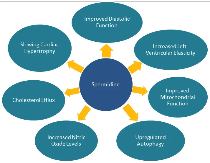Spermidine