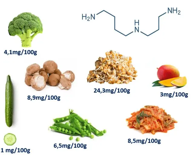 Spermidine in food Spermidine in food