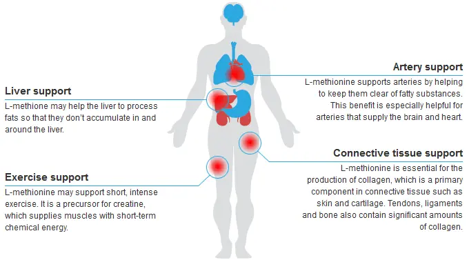 L-Methionine powder benefits L-Methionine powder benefits