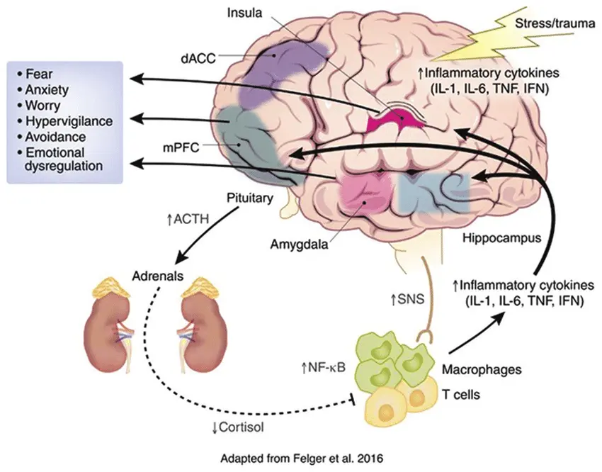 The Role Of GABA In Brain The Role Of GABA In Brain