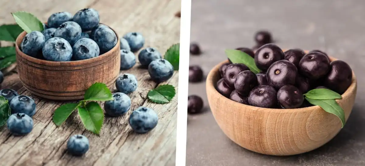 acai berry extract powder acai berry extract powder