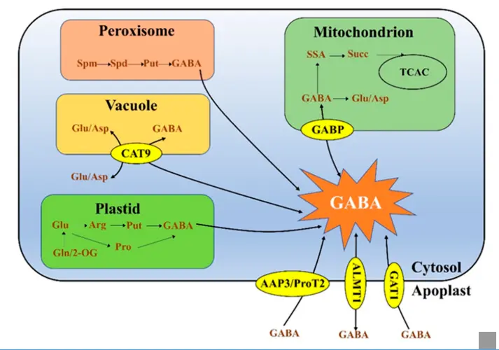 GABA Powder GABA Powder