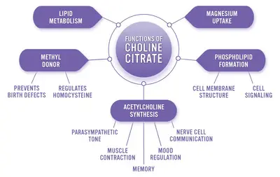 Choline Bitartrate Benefits Choline Bitartrate Benefits