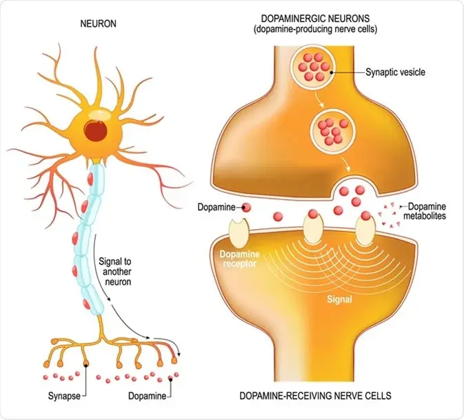GABA And Neurotransmission 