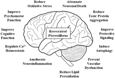 Pterostilbene Benefits Pterostilbene Benefits