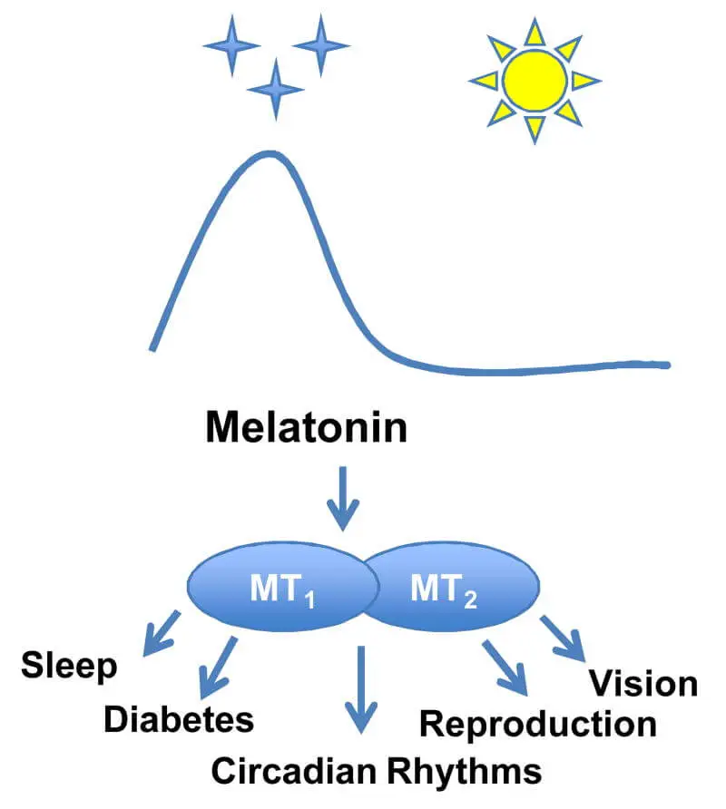 Melatonin For Sleep Melatonin For Sleep