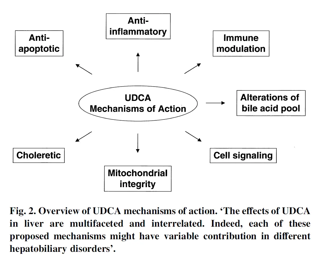 ursodeoxycholic acid (UDCA) use ursodeoxycholic acid (UDCA) use