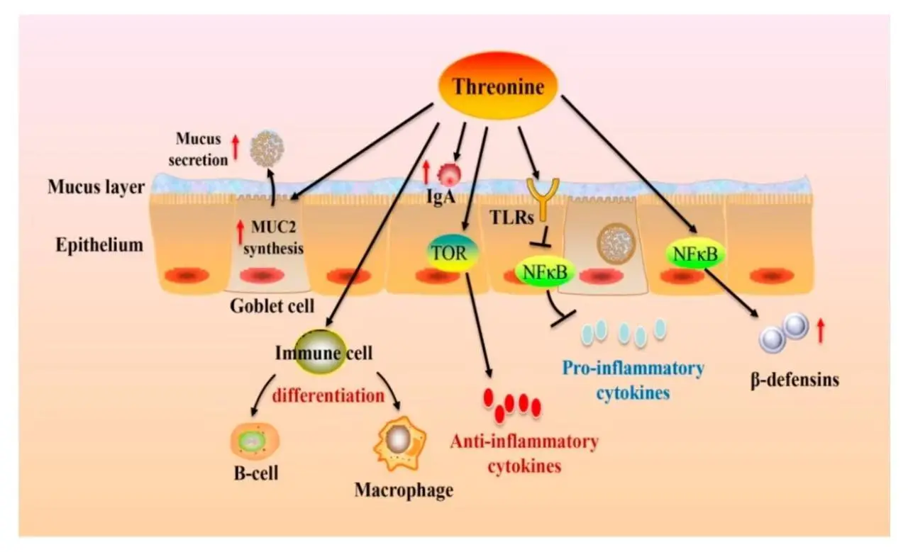 Nutrients -Threonine