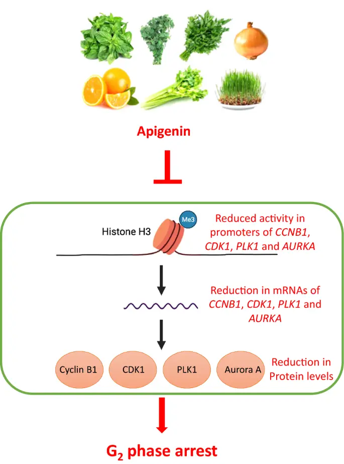 Apigenin Apigenin