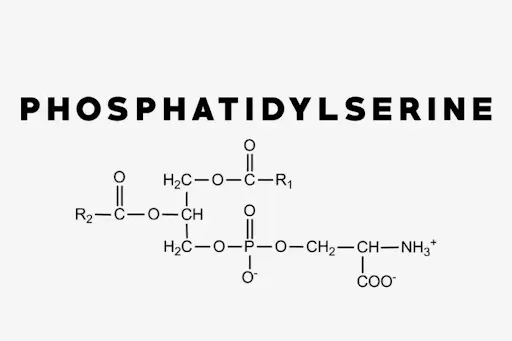 Phosphatidylserine Phosphatidylserine