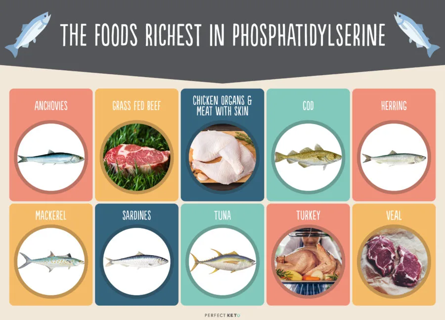 Phosphatidylserine rich in foods Phosphatidylserine rich in foods