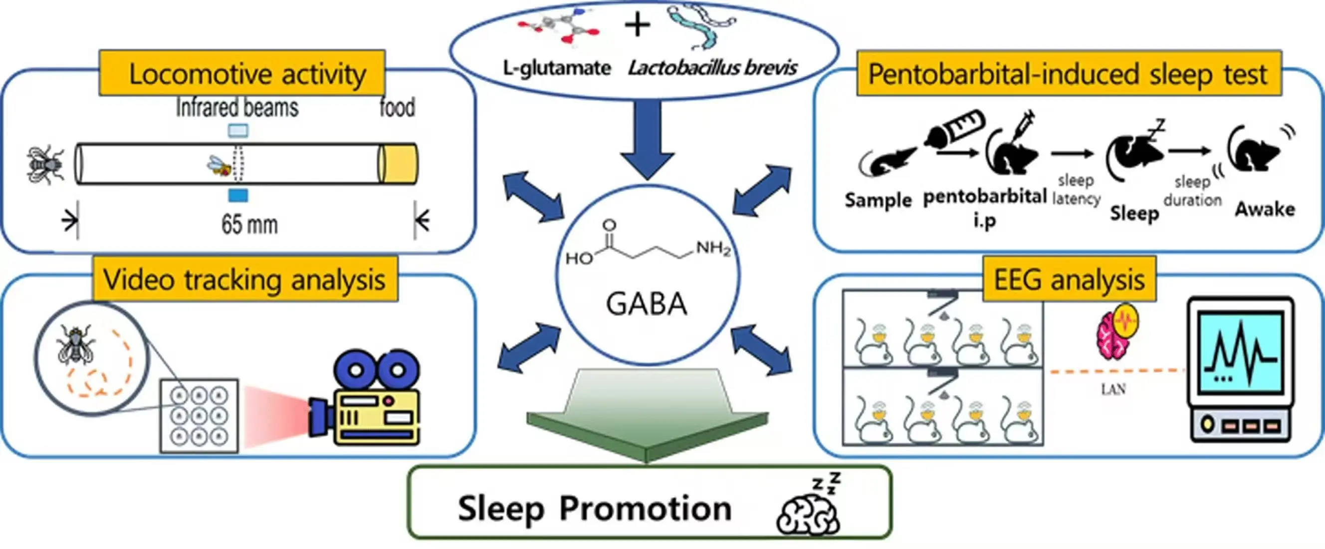 Gamma Aminobutyric Acid For Sleep