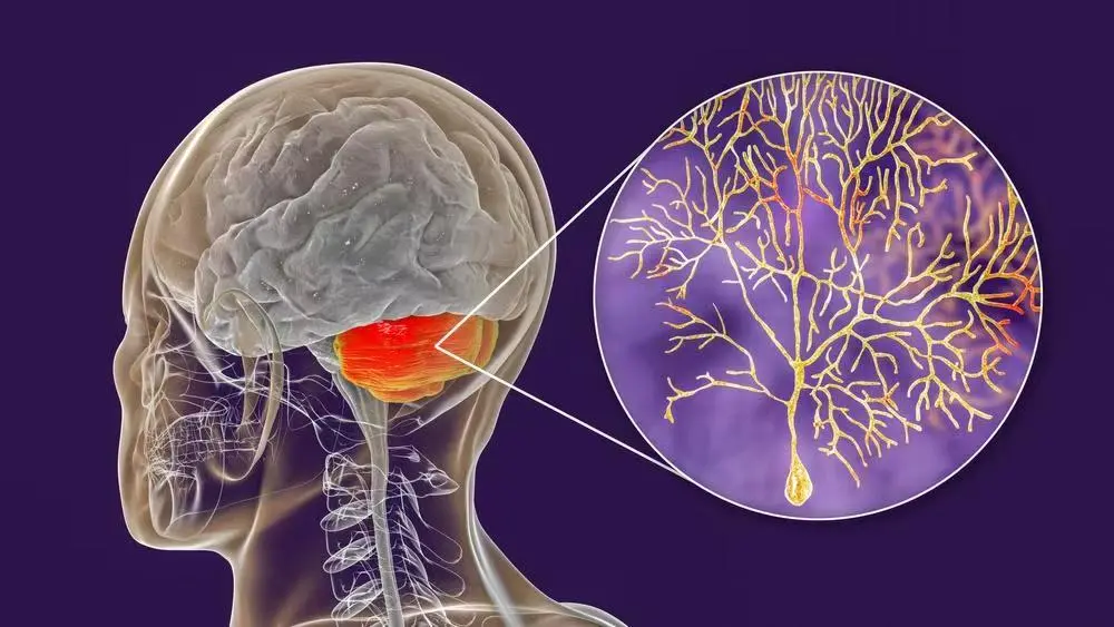 GABA Benefits GABA Benefits