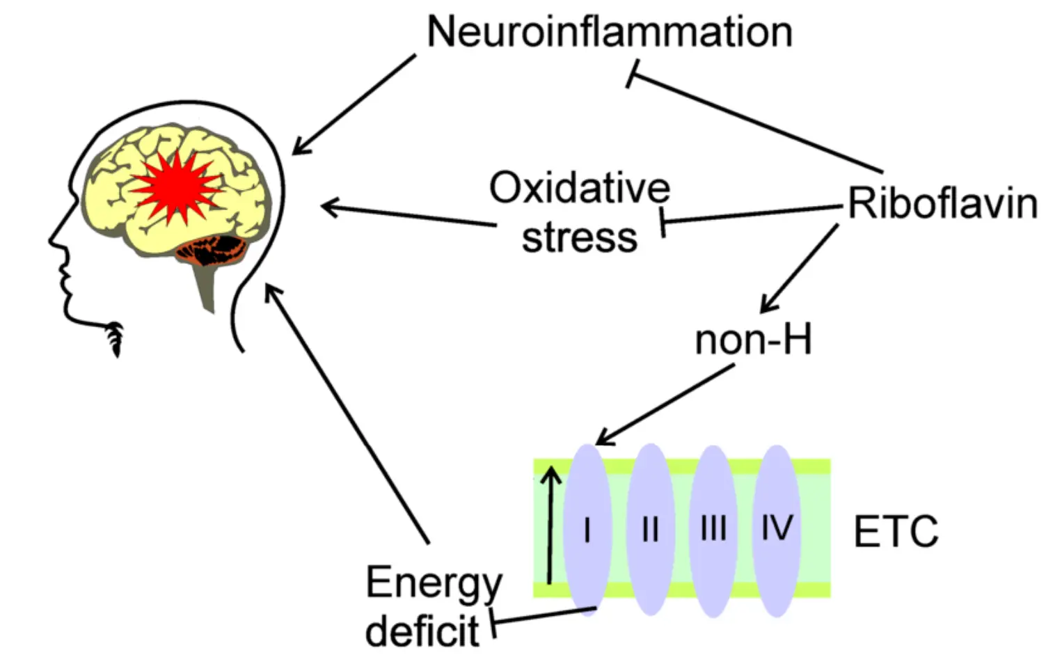 Potential beneficial effects of riboflavin