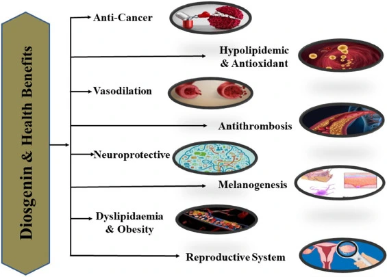 Diosgenin Benefits Diosgenin Benefits