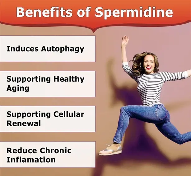  Spermidine  benefits