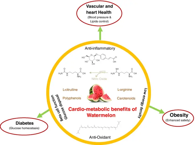 L-Citrulline benefits 