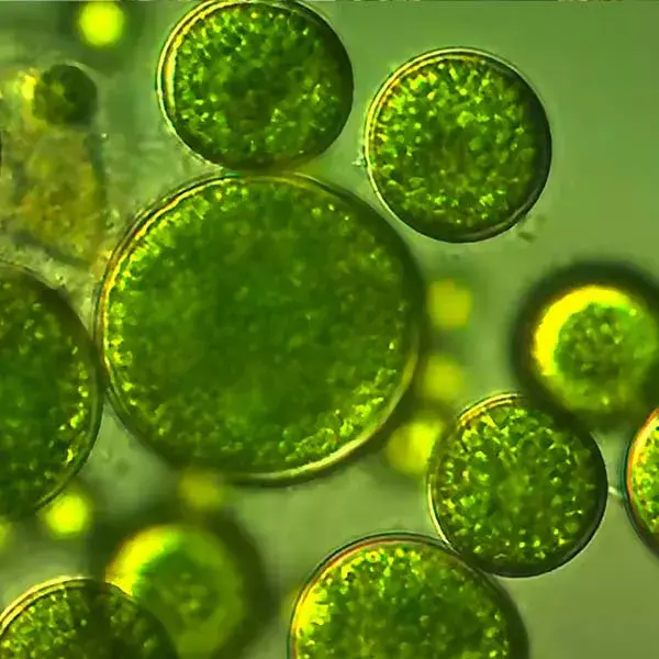 Chlorella Vulgaris Chlorella Vulgaris