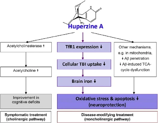 Huperzine A  in the treatment of Alzheimer's disease 