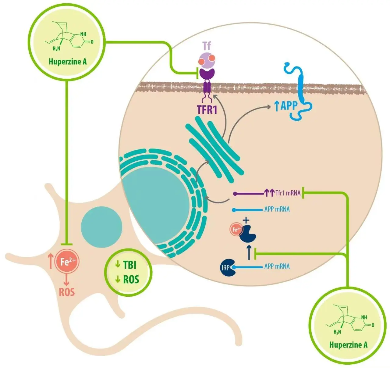  Huperzine A Neuroprotective Molecular