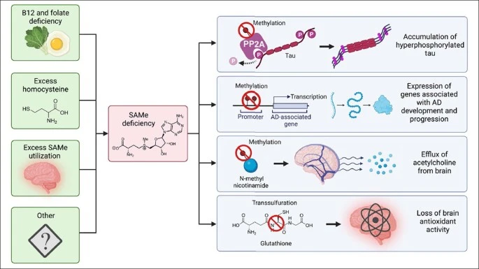 S-Adenosyl Methionine Benefits