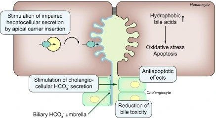Ursodeoxycholic acid in pregnancy? - Ursodeoxycholic acid in pregnancy? -