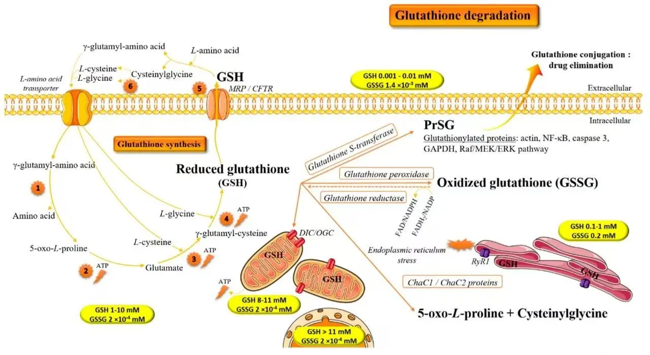 Antioxidants Glutathione: Antioxidant Properties