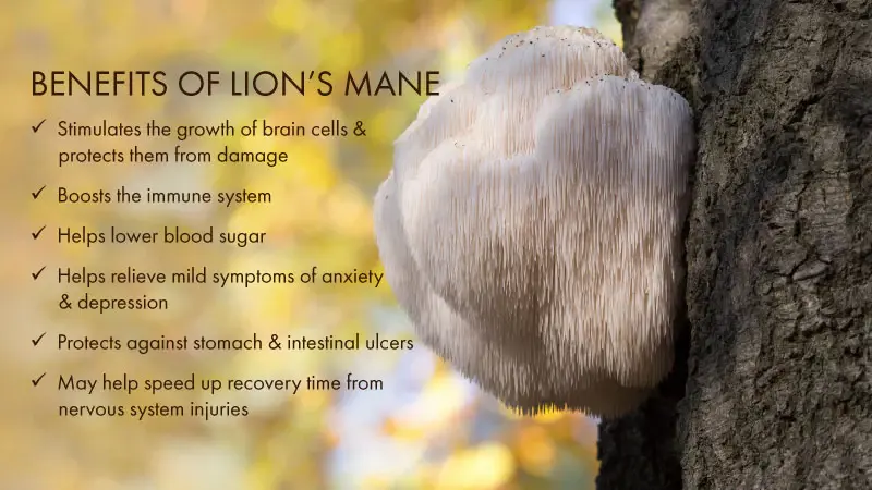Lion's Mane Mushroom Extract Benefits Lion's Mane Mushroom Extract Benefits