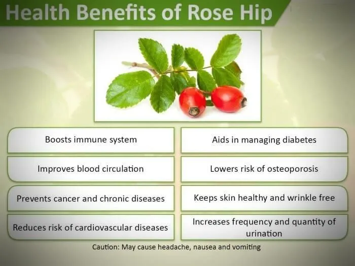 Rosehip powder benefits
