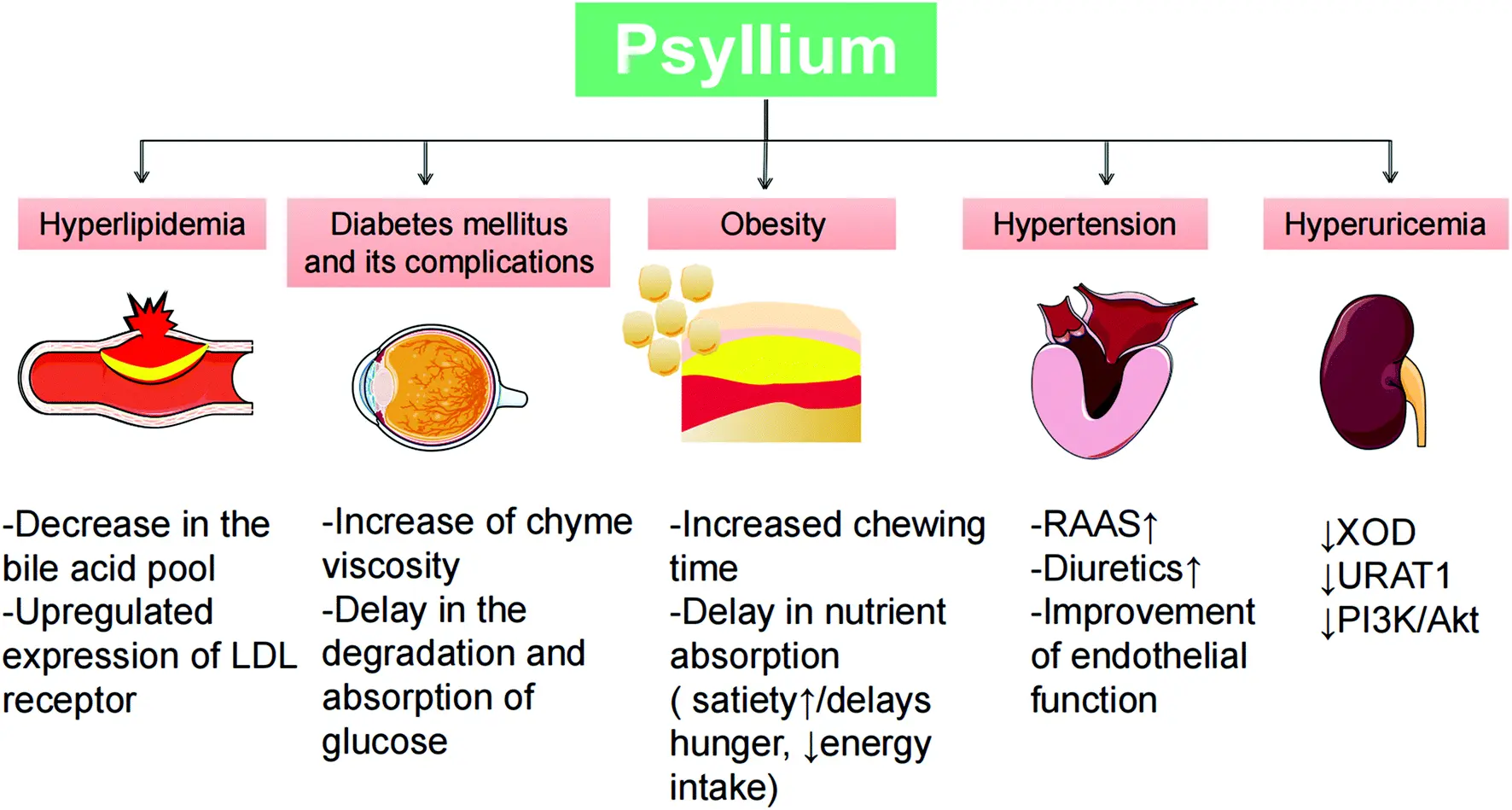 Psyllium Husk Powder Psyllium Husk Powder