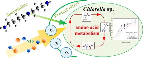 Health Implications Of Spermidine In Chlorella