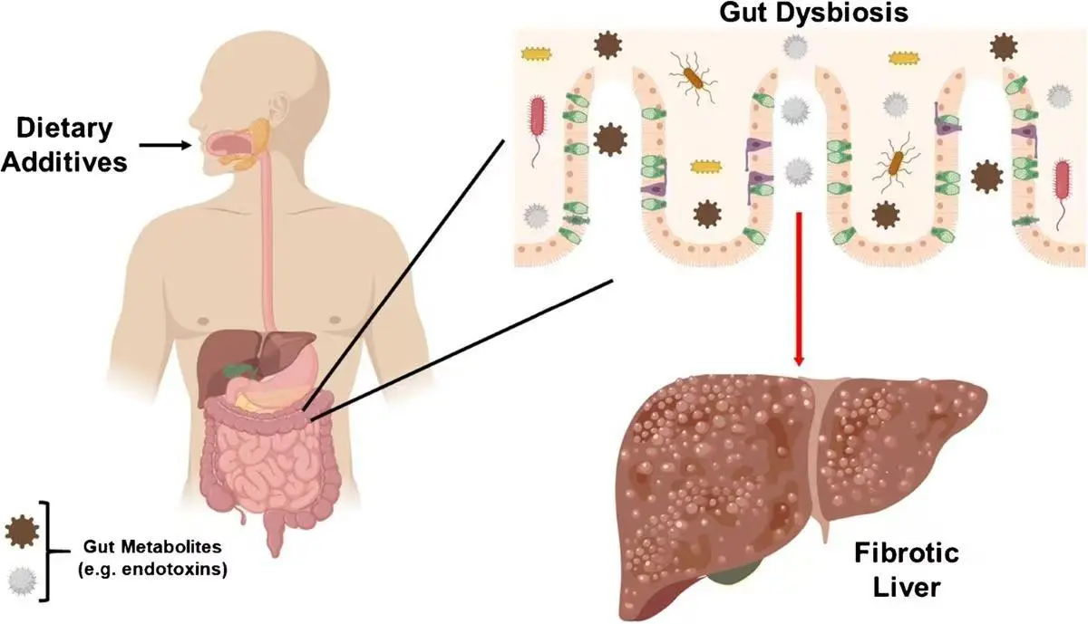 S-Adenosylmethionine Liver Health 