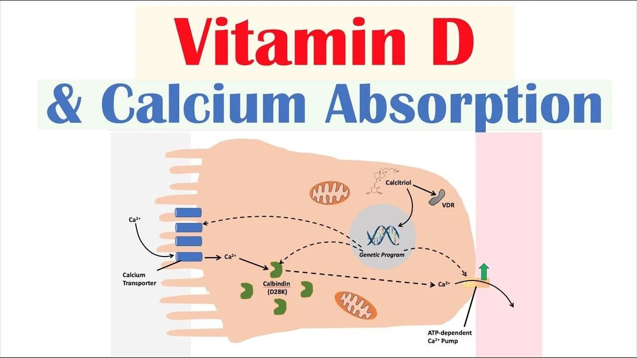 Vitamin D and Calcium Vitamin D and Calcium