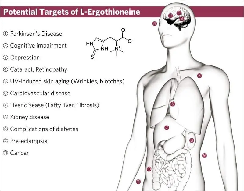 L-Ergothioneine Powder Benefits