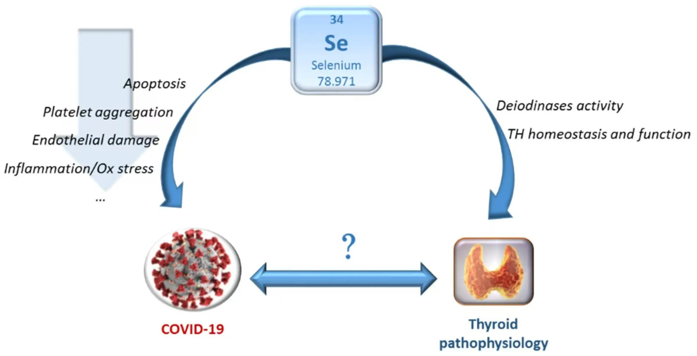 Selenium for Thyroid Function