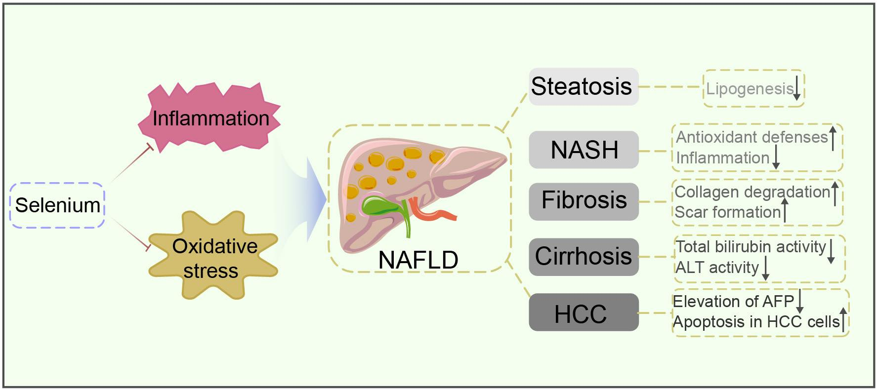 Antioxidants Selenium Supplementation 