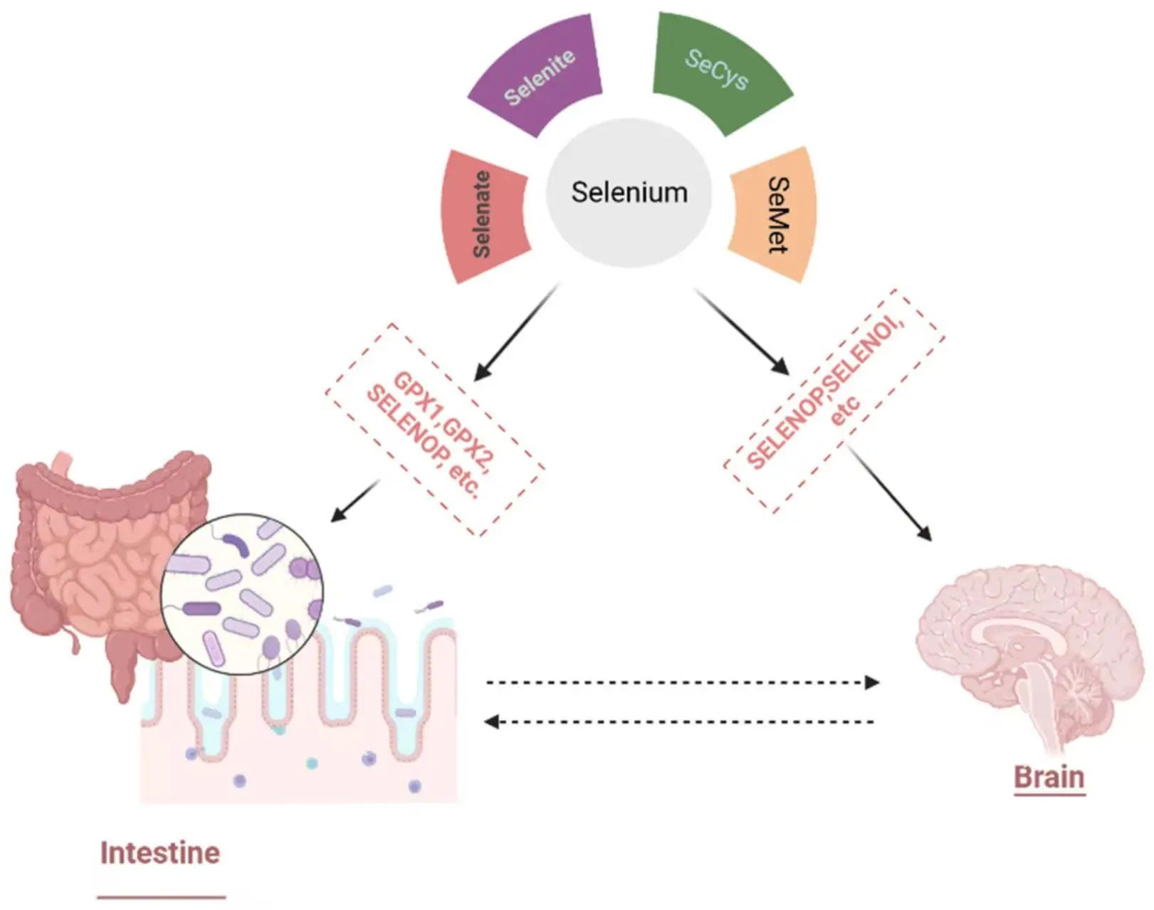 Materials | Free Full-Text | Latent Potential of Multifunctional Selenium Nanoparticles in Neurological Diseases and Altered Gut Microbiota Materials | Free Full-Text | Latent Potential of Multifunctional Selenium Nanoparticles in Neurological Diseases and Altered Gut Microbiota