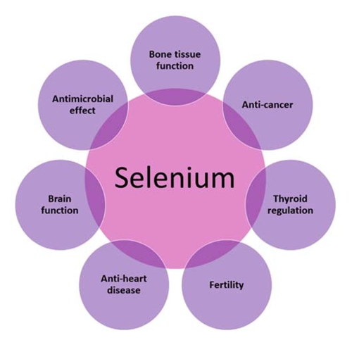 Nutritional Benefits Of Selenium