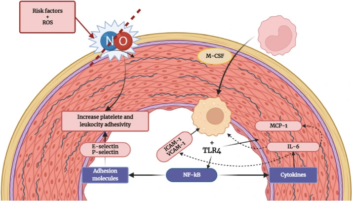 Hydroxytyrosol for cardiovascular diseases Hydroxytyrosol for cardiovascular diseases