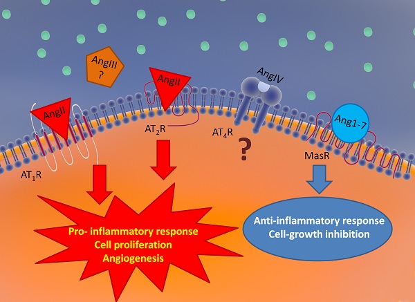  Anti-Inflammatory of Hydroxytyrosol