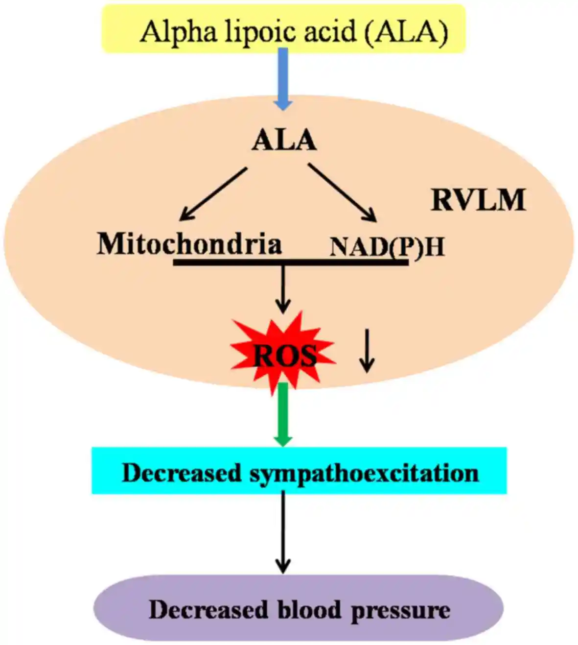 Alpha-lipoic acid for blood pressure;alpha lipoic acid lower blood pressure Alpha-lipoic acid for blood pressure;alpha lipoic acid lower blood pressure