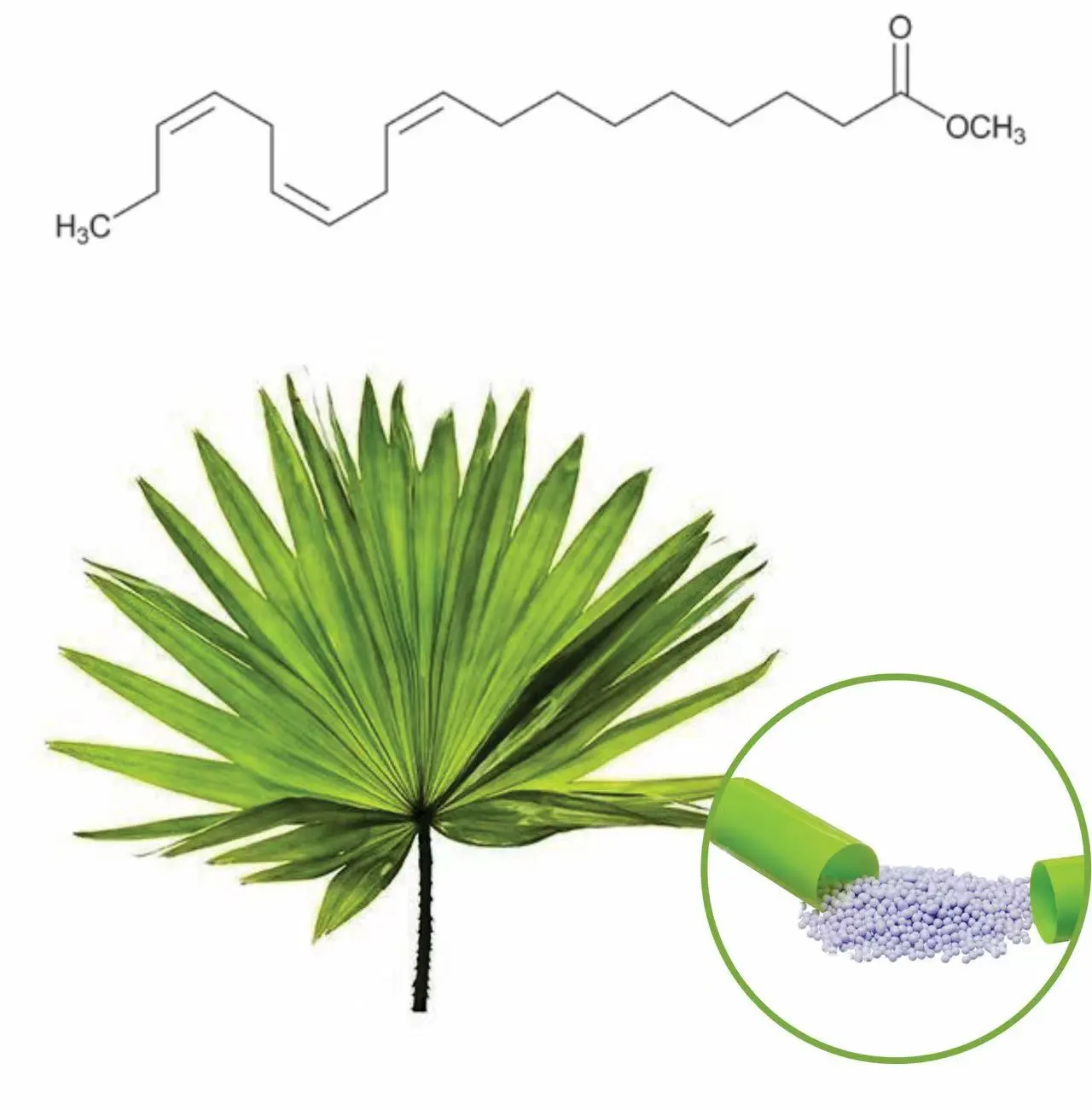 Saw Palmetto Extract Saw Palmetto Extract