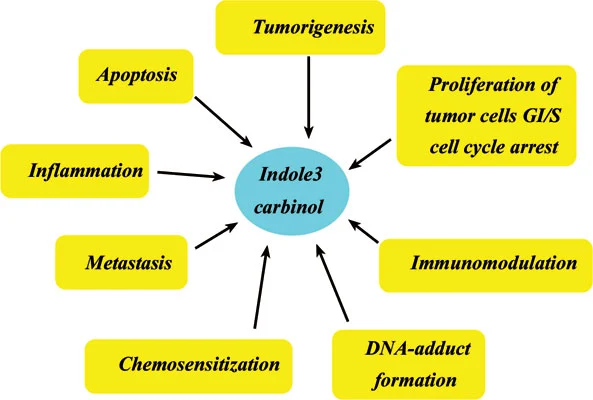 Indole-3-Carbinol benefits