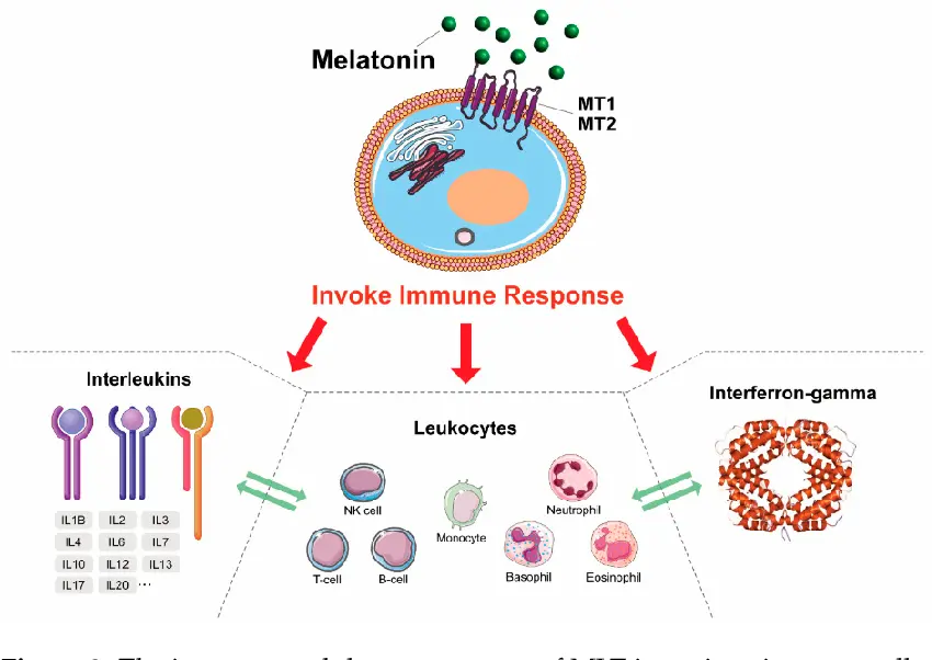 Melatonin Immune System