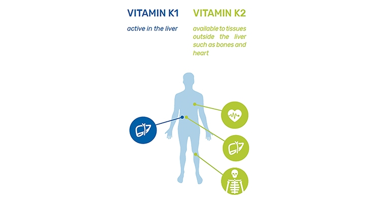 Vitamin K2 VS Vitamin K1 Vitamin K2 VS Vitamin K1