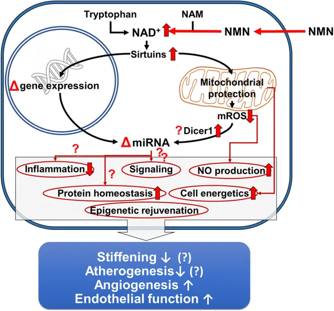 Nicotinamide mononucleotide (NMN) supplementation promotes anti-aging Nicotinamide mononucleotide (NMN) supplementation promotes anti-aging